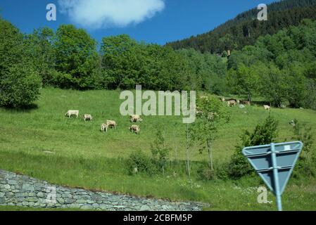 Kühe auf einer Wiese in der Schweiz Stockfoto