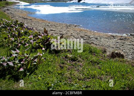 Eisschelfe im See auf dem Oberalppass In der Schweiz Stockfoto