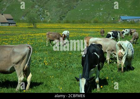 Kühe auf einer Wiese in der Schweiz Stockfoto