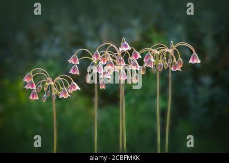 sizilianischen Honig Knoblauch oder Lilie Blumen, nostalgische und romantische florale Hintergrundstruktur. Stockfoto