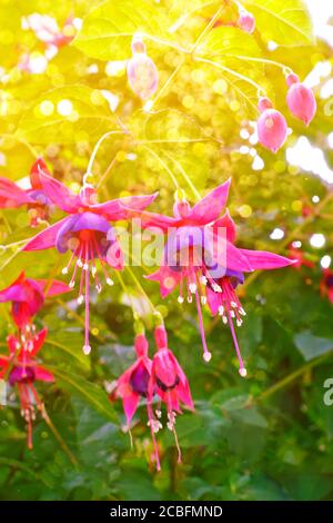 Lila rosa Fuchsia Blumen, helles Licht, nostalgische und romantische Hintergrundstruktur. Stockfoto