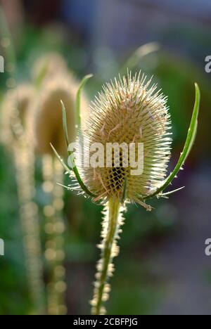 Teelpflanze, dipsacus fullonum im englischen Garten, norfolk, england Stockfoto
