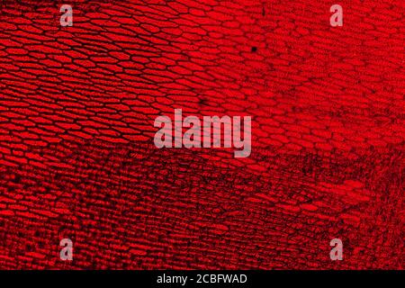 Zwiebelepidermis mit pigmentierten großen Zellen. Entfernen Sie die epidermalen Zellen einer Zwiebel. Geeignet als abstact Hintergrund. Stockfoto