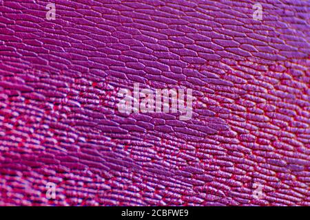 Zwiebelepidermis mit pigmentierten großen Zellen. Entfernen Sie die epidermalen Zellen einer Zwiebel. Geeignet als abstact Hintergrund. Stockfoto