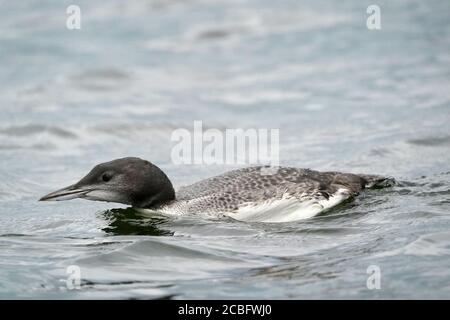 Gemeinsame Loon Schwimmen Baden Angeln und Schwimmen auf See in Sommer Stockfoto