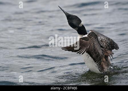 Gemeinsame Loon Schwimmen Baden Angeln und Schwimmen auf See in Sommer Stockfoto