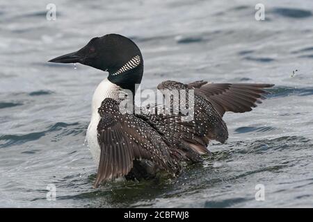 Gemeinsame Loon Schwimmen Baden Angeln und Schwimmen auf See in Sommer Stockfoto