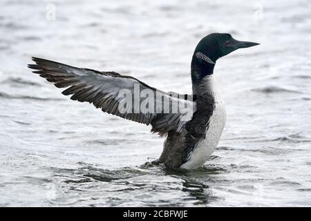 Gemeinsame Loon Schwimmen Baden Angeln und Schwimmen auf See in Sommer Stockfoto