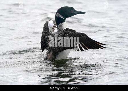 Gemeinsame Loon Schwimmen Baden Angeln und Schwimmen auf See in Sommer Stockfoto