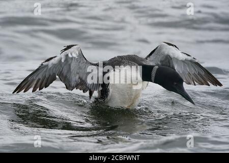 Gemeinsame Loon Schwimmen Baden Angeln und Schwimmen auf See in Sommer Stockfoto