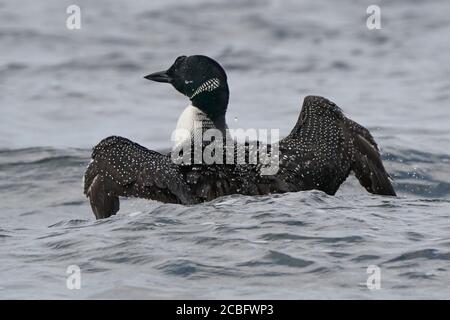 Gemeinsame Loon Schwimmen Baden Angeln und Schwimmen auf See in Sommer Stockfoto