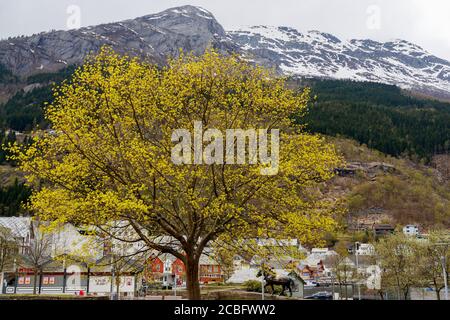 ODDA, NORWEGEN - 2018. MAI 05. Großer grüner Baum im Zentrum der Stadt Stockfoto