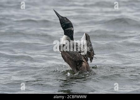 Gemeinsame Loon Schwimmen Baden Angeln und Schwimmen auf See in Sommer Stockfoto