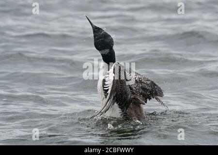 Gemeinsame Loon Schwimmen Baden Angeln und Schwimmen auf See in Sommer Stockfoto