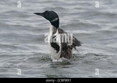 Gemeinsame Loon Schwimmen Baden Angeln und Schwimmen auf See in Sommer Stockfoto