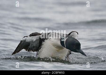 Gemeinsame Loon Schwimmen Baden Angeln und Schwimmen auf See in Sommer Stockfoto