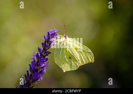 Ein gemeiner Schwefel-Schmetterling (Gonepteryx rhamni) auf Lavendel Stockfoto