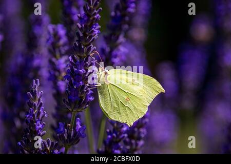 Ein gemeiner Schwefel-Schmetterling (Gonepteryx rhamni) auf Lavendel Stockfoto