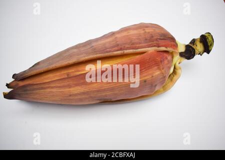 Einzelne Bananenblume isoliert auf weißem Hintergrund aus Asien Stockfoto