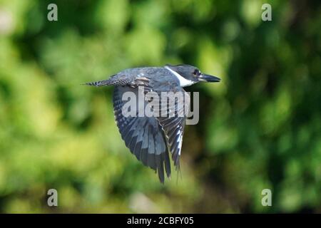 Belted Eisvogel Fischerei über Sumpfland Stockfoto