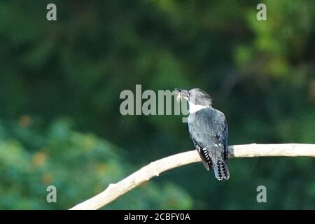 Belted Eisvogel Fischerei über Sumpfland Stockfoto