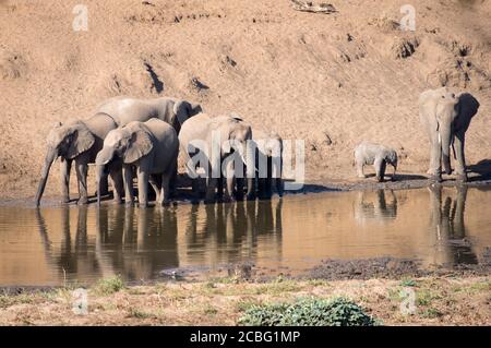 Brutherde von Elefanten, die neben einem natürlichen Wasserloch stehen Im Fluss und Trinkwasser mit ihren Reflexionen zeigen Auf dem Wasser Stockfoto