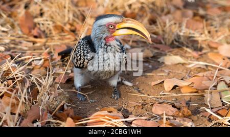 Gelber Hornschnabel auf dem Boden zwischen Gras und thront Mopane Blätter und entspannend starrte herum Stockfoto