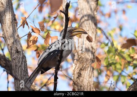 Gelber Hornschnabel thront und entspannt herum starrend Stockfoto