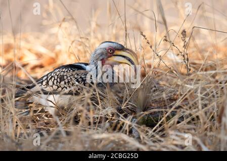 Gelber Hornschnabel auf dem Boden zwischen Gras und thront Mopane Blätter und entspannend starrte herum Stockfoto