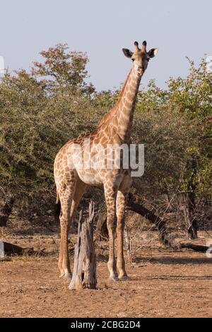 Giraffe steht im offenen Bereich mit Holzstumpf vor Davon und Dornen dahinter Stockfoto