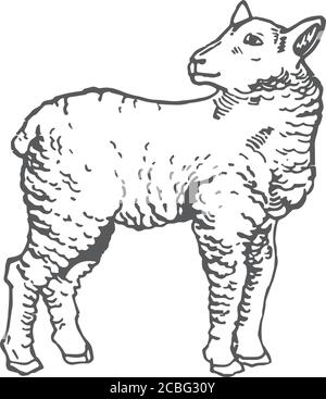 Handgezeichnetes Lamm Vektorgrafik. Abstrakte Skizze Des Haustieres. Gravur Stil Zeichnung. Stock Vektor