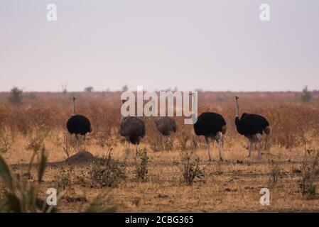 Strauße bestehend aus drei Männchen, die schwarz und Zwei Weibchen, die braun stehen in Mopane Strauch Savanne bushveld Stockfoto