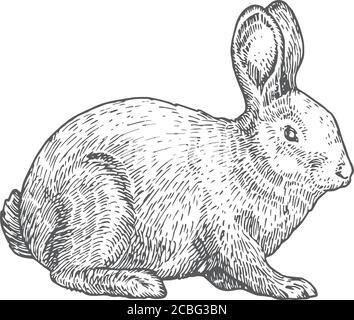 Kaninchen Hand Gezeichnet Vektor Illustration. Abstrakte Skizze Des Haustieres. Gravur Stil Zeichnung. Stock Vektor