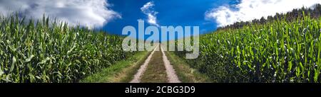 Panorama in hoher Auflösung von einem Feldweg zwischen Maisfeldern, zentrale Perspektive Stockfoto