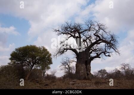 Baobab Baum wächst am Hang eines felsigen Hügels Und Schäden können auf der Rinde des gesehen werden Baum verursacht durch Elefanten und mit einem Dorn als nächstes Zu ihm Stockfoto