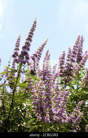 Vitex (keuscher Baum) in voller Blüte Stockfoto