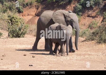 Zwei junge Elefanten, die in der überweideten Gegend spazieren gehen Zum trockenen Flussbett Stockfoto