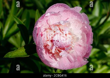 Rosafarbene Pfingstrose mit Regentropfen, die im Garten blühen. Stockfoto