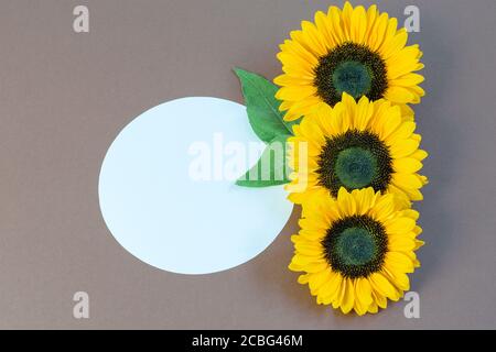 Sonnenblumenköpfe mit grünen Blättern vertikal auf dem graubraunen Hintergrund. Kreis aus weißem Papier mit Platz für Ihren Text. Schönes Grußkartendesign. Stockfoto