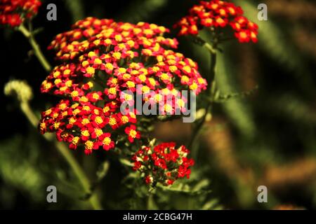 Rote Samt-Schafgarbe-Blüten Stockfoto