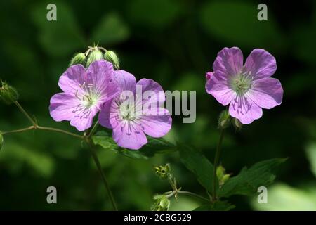 Wilde Geranie (Geranium maculatum) in Blüte Stockfoto