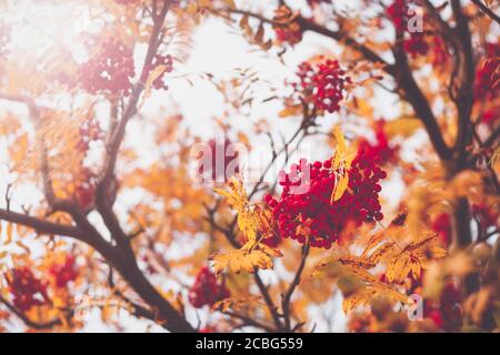 Rowan Baum Zweige mit Beeren im Herbst Stockfoto