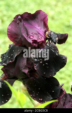 Dunkelviolette Iris nach dem Regen Stockfoto