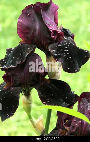 Dunkelviolette Iris nach dem Regen Stockfoto