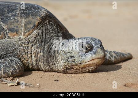 Nahaufnahme der Meeresschildkröte, die sich an einem Sandstrand in Kauai, Hawaii, befindet Stockfoto