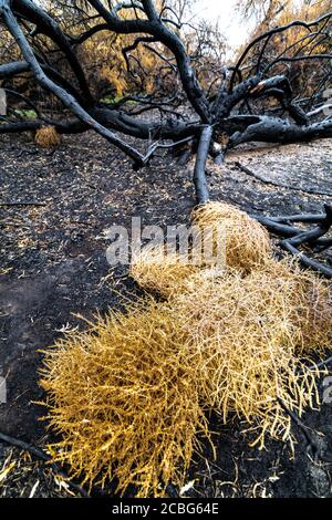 Verkohlte Überreste von Bäumen nach einem Brand im Staat Washington Stockfoto