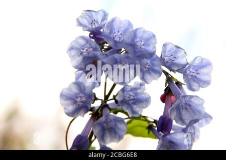 Aus der Nähe von Mertensia virginica (Virginia bluebells) in Blüte Stockfoto