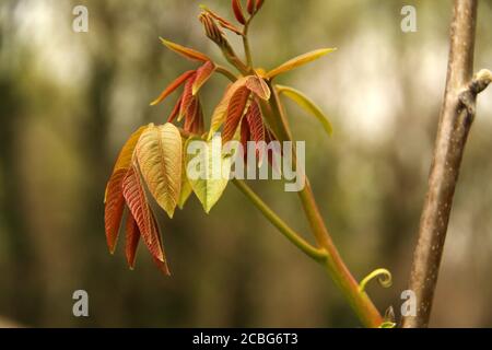 Die jungen Blätter der englischen Walnuss im Frühling Stockfoto