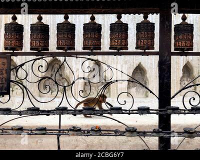 Baby Monkey und Gebetsräder im Swayambhunath Tempel Stockfoto