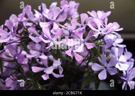 Phlox divaricata (wildblauer Phlox) in Blüte Stockfoto